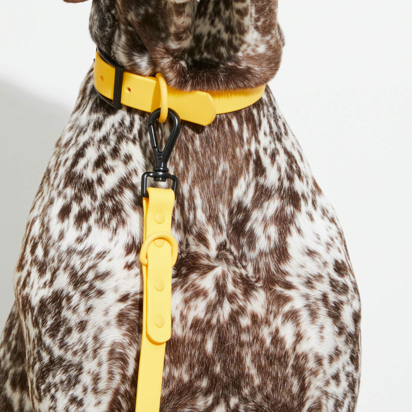 Yonder Collar