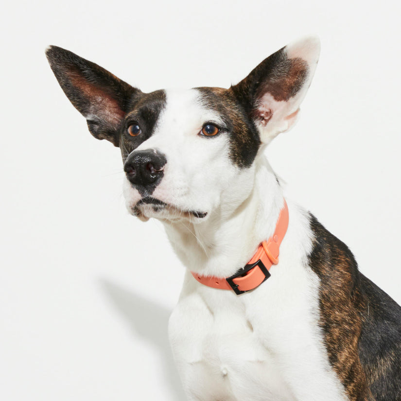 Yonder Collar