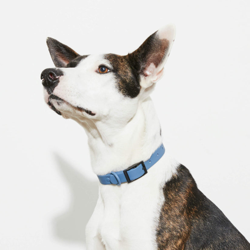Yonder Collar