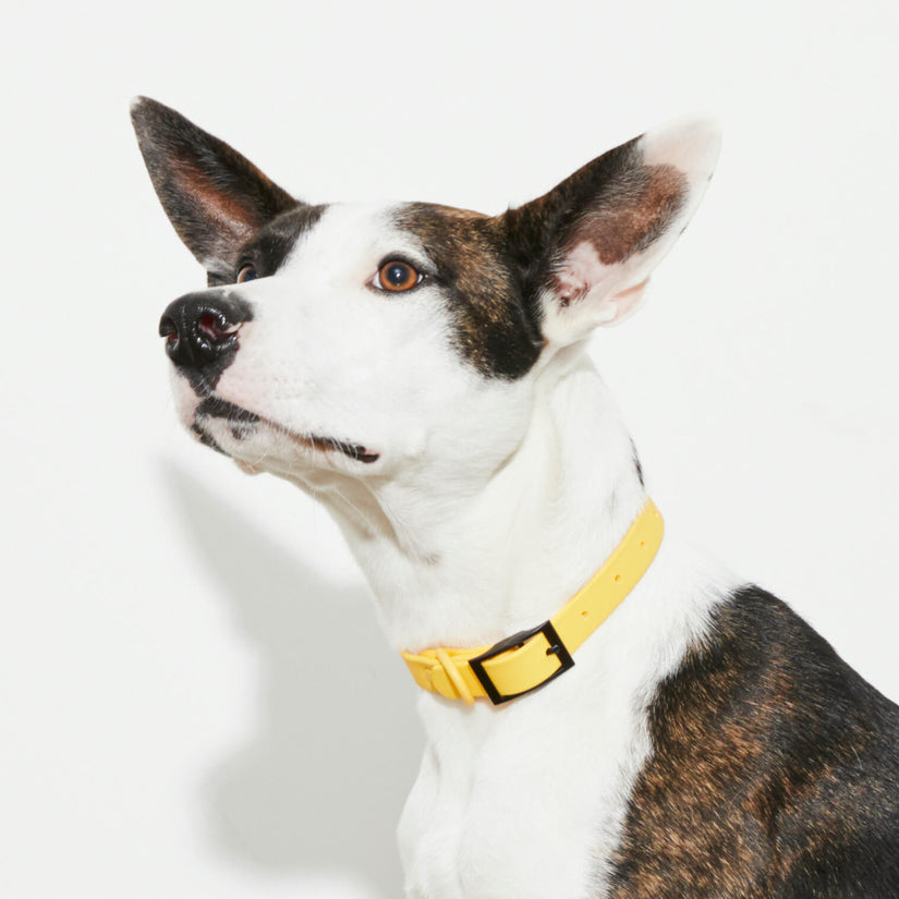 Yonder Collar