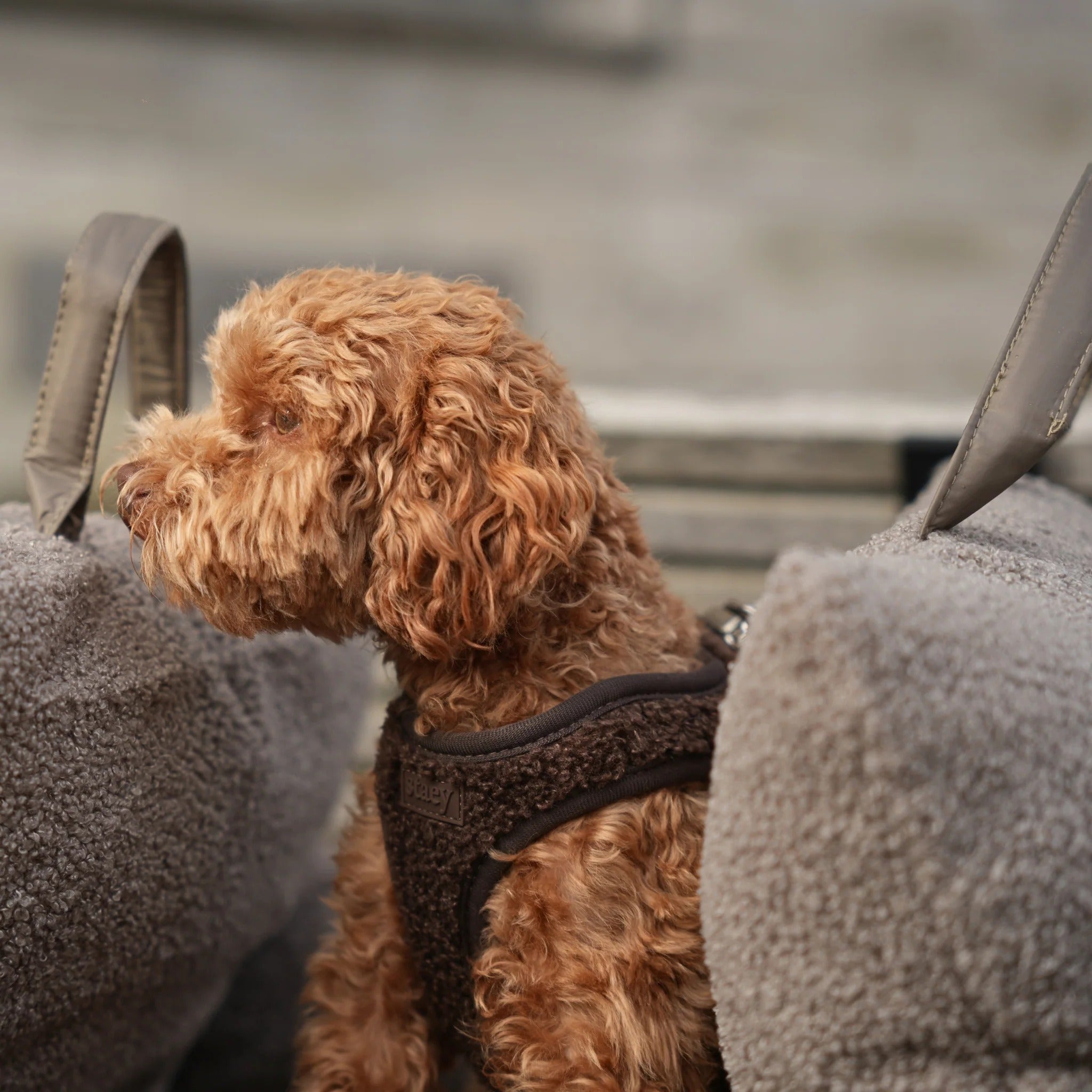 Staey Teddy Step In Harness