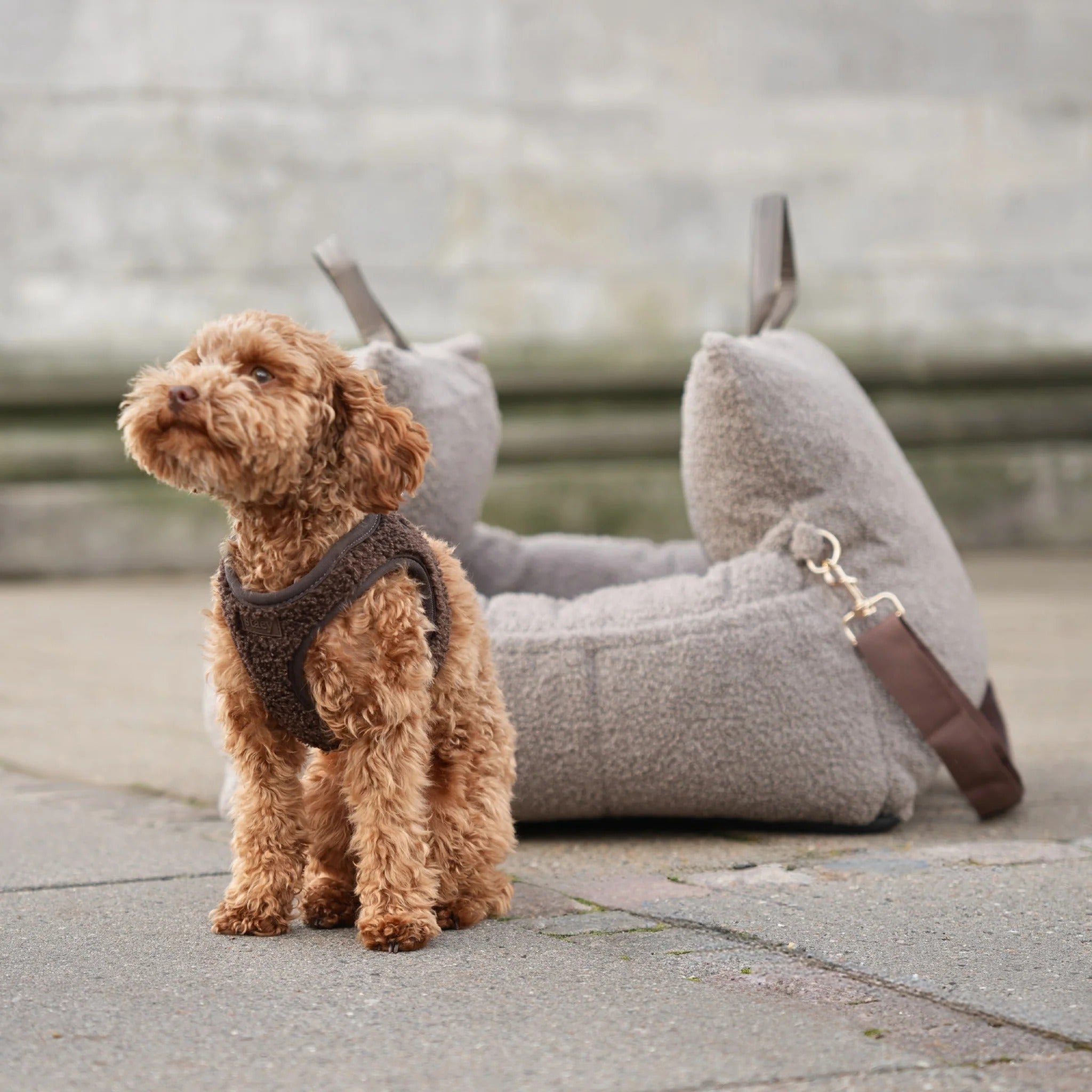 Staey Teddy Step In Harness