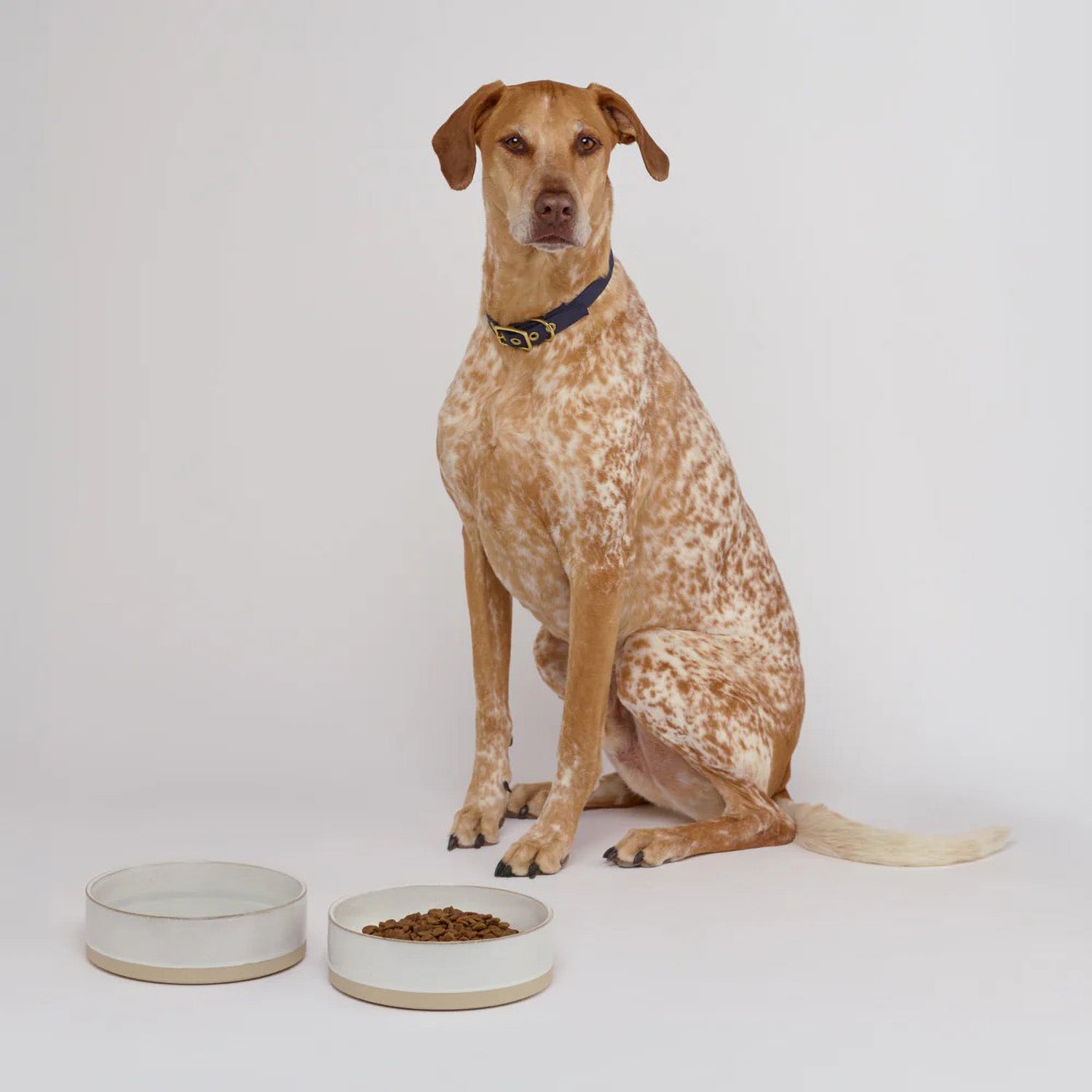 Animals in Charge - XL White Ceramic Dog Bowl