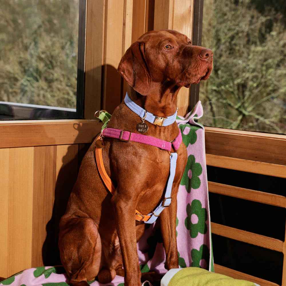 Nice Digs Fabric Collar