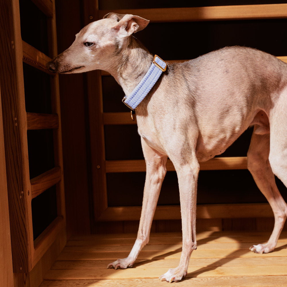 Nice Digs Cord Collar - Forget Me Not