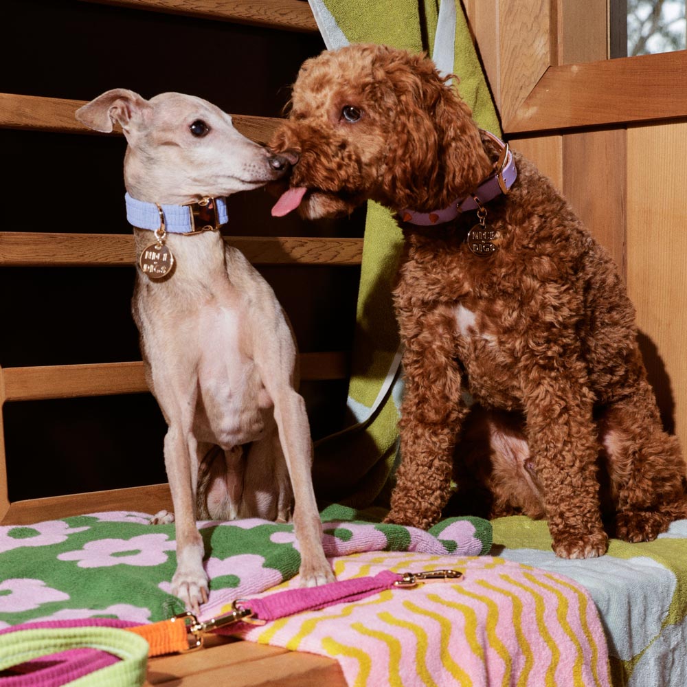Nice Digs Cord Collar - Forget Me Not