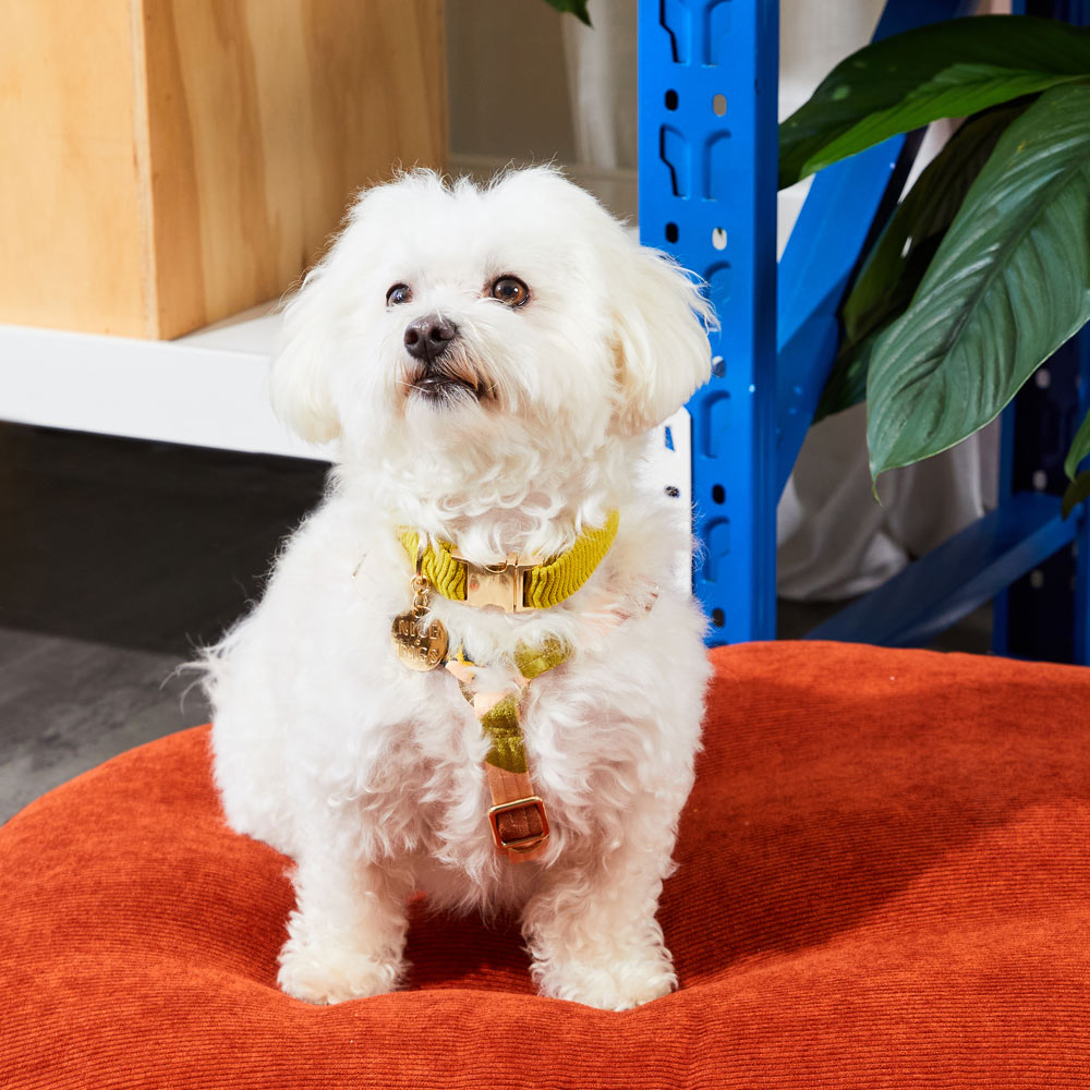 Nice Digs Cord Collar - Cactus