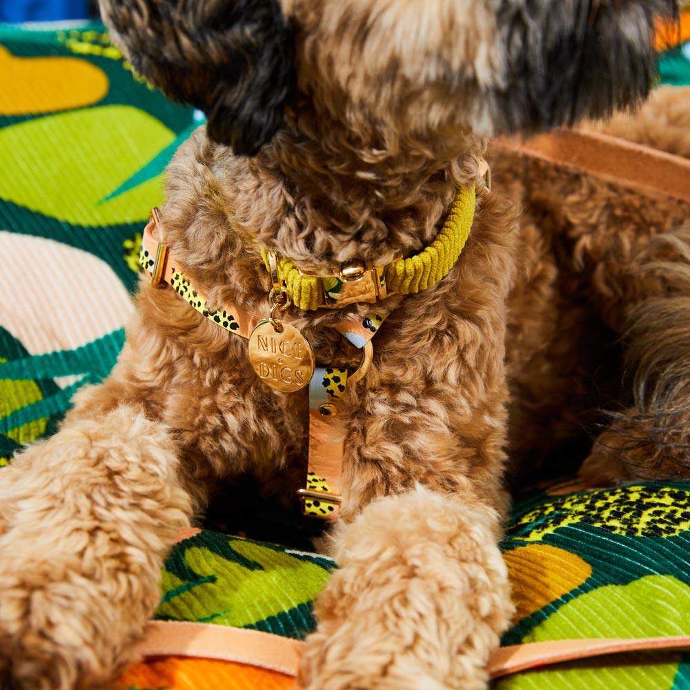 Nice Digs Cord Collar - Cactus