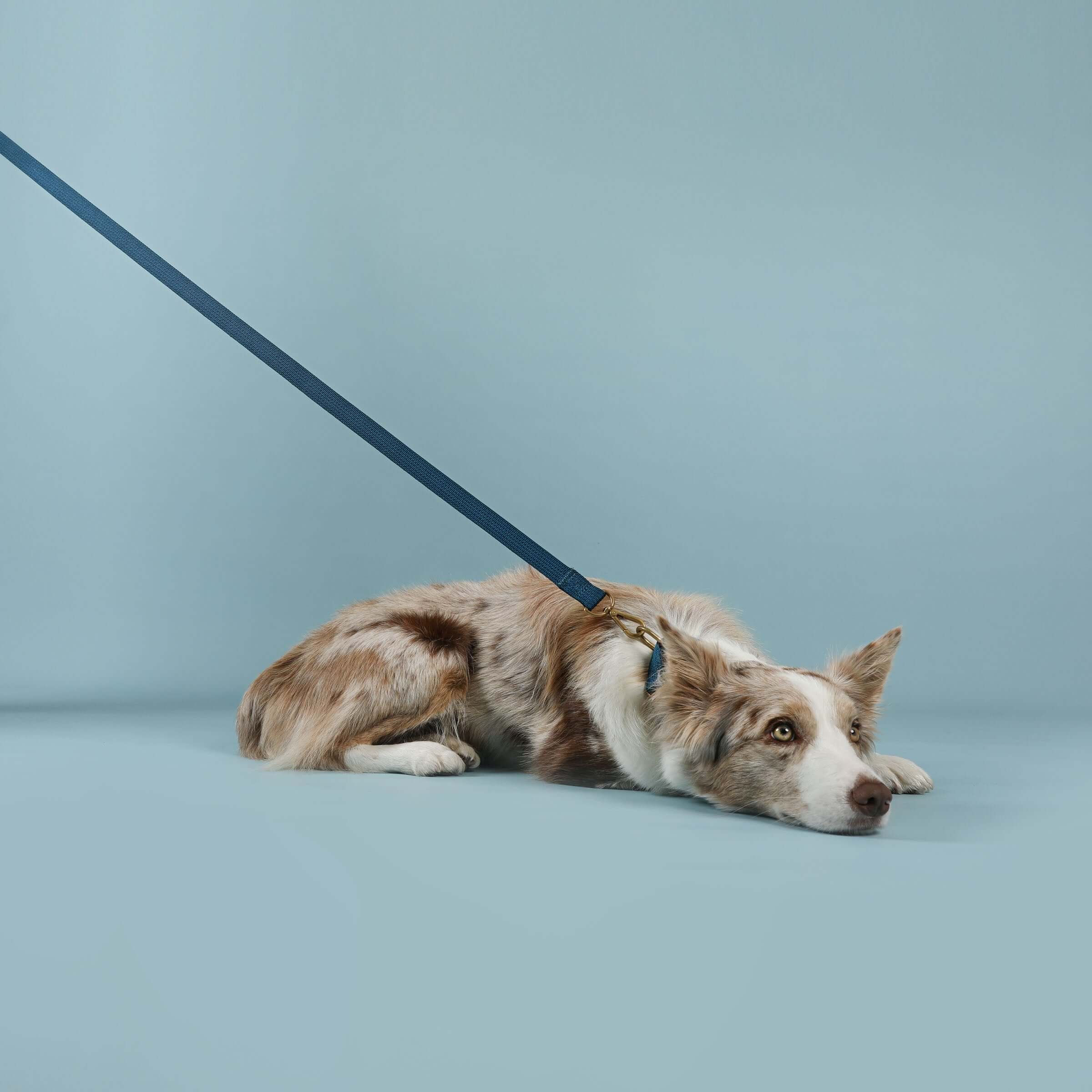 Paw Print Tide Leash Ocean