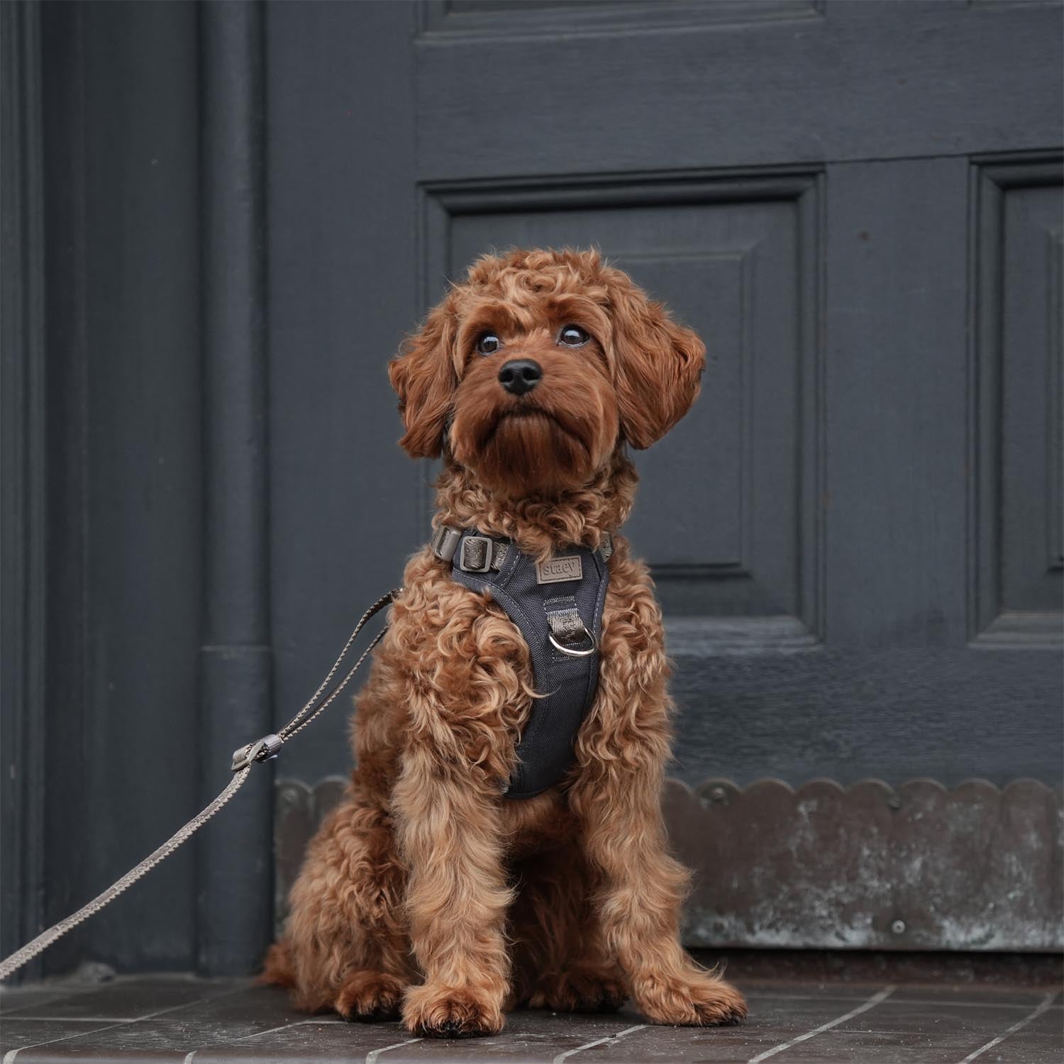 Staey - Elma Active Harness