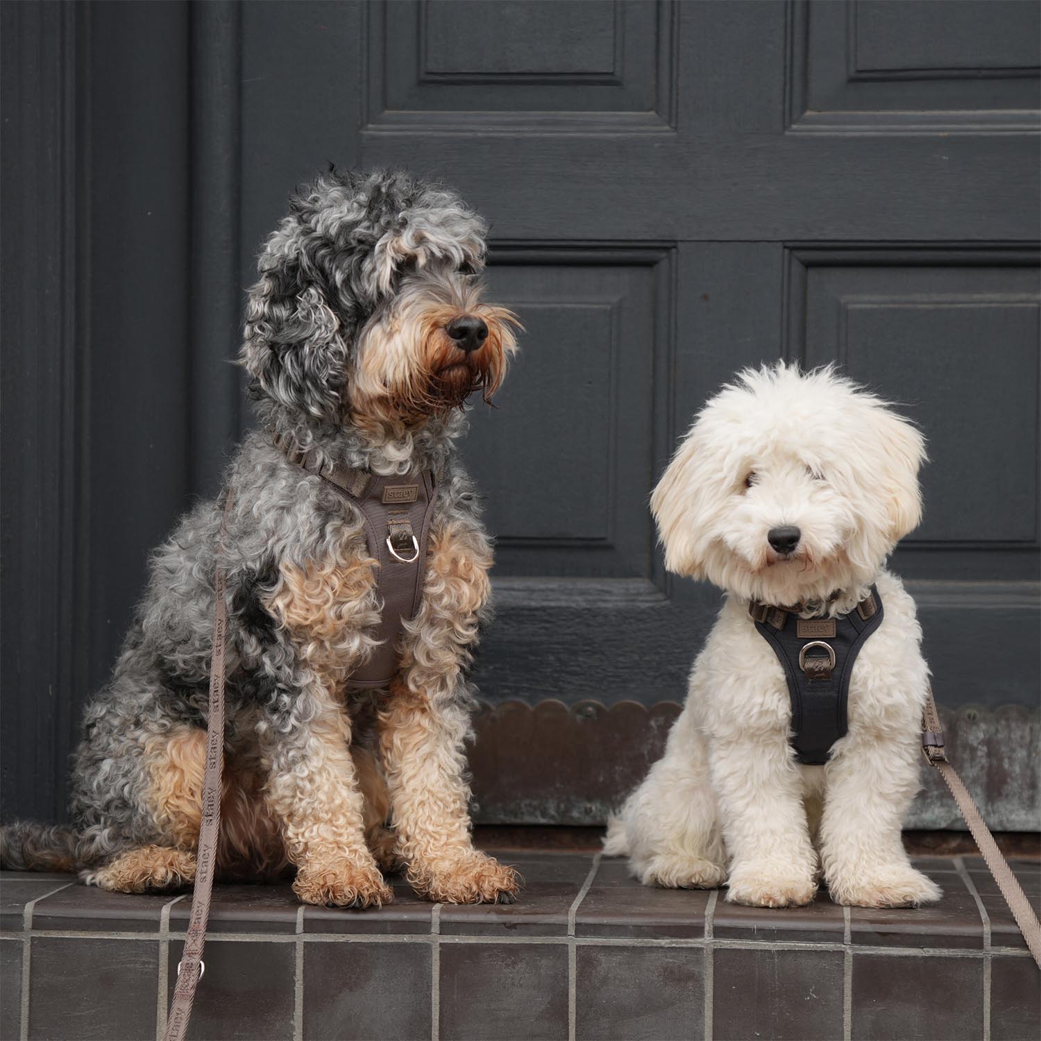 Staey - Elma Active Harness