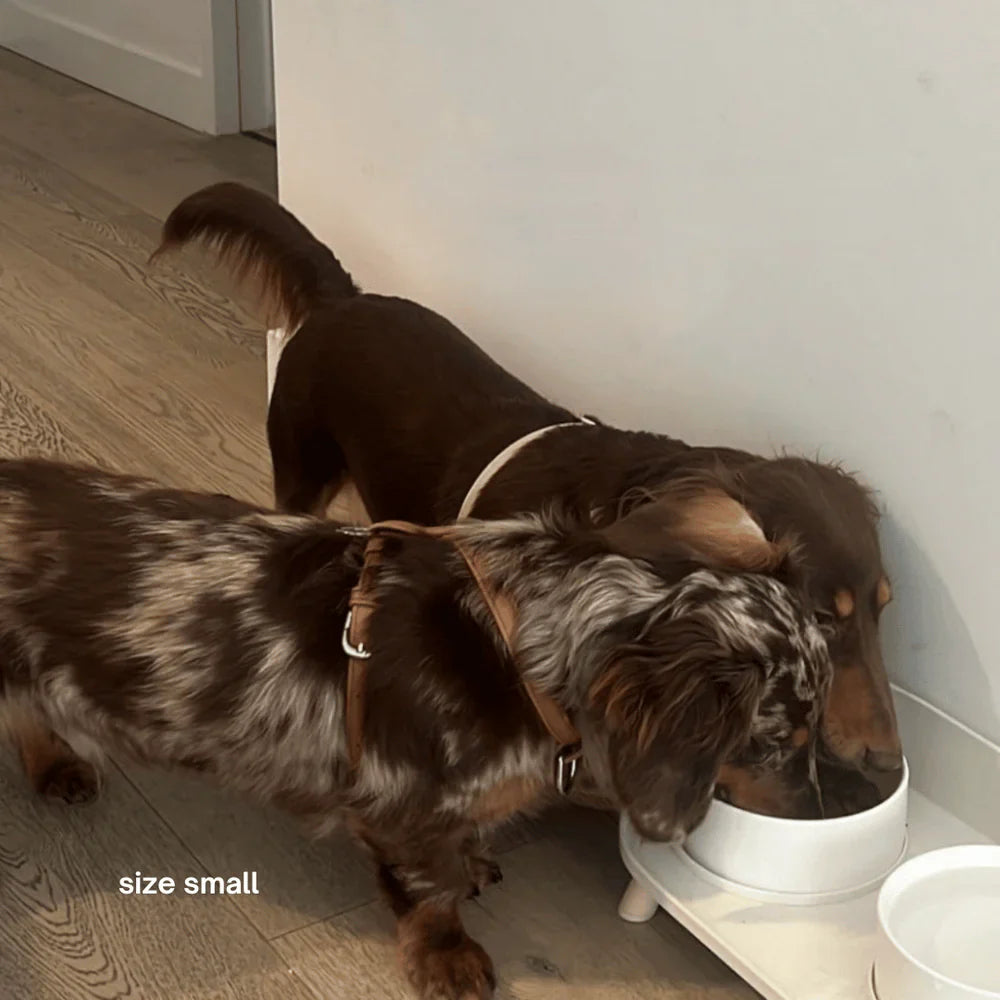 St Argo Harness
