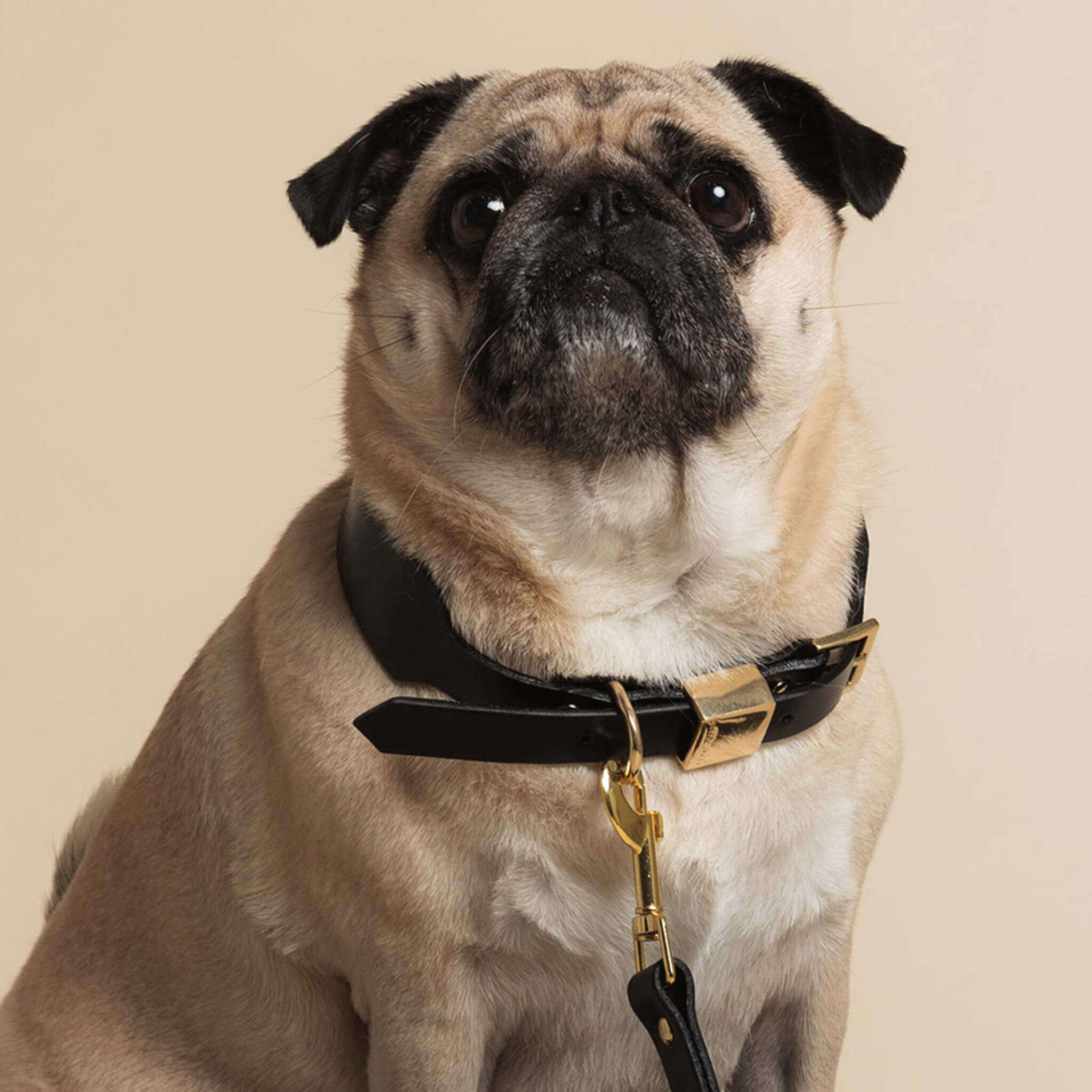 Ollie and James Italian Leather Dog Collar