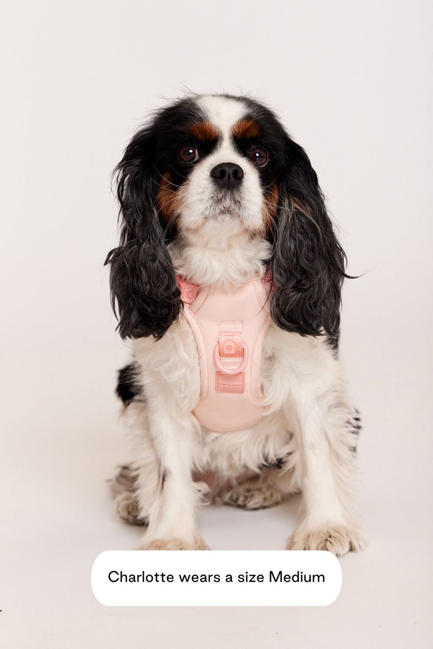 Maxbone Easy Fit Dog Harness