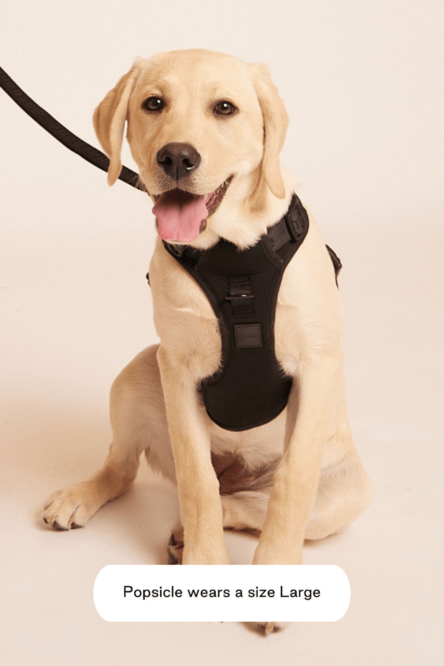 Maxbone Easy Fit Dog Harness