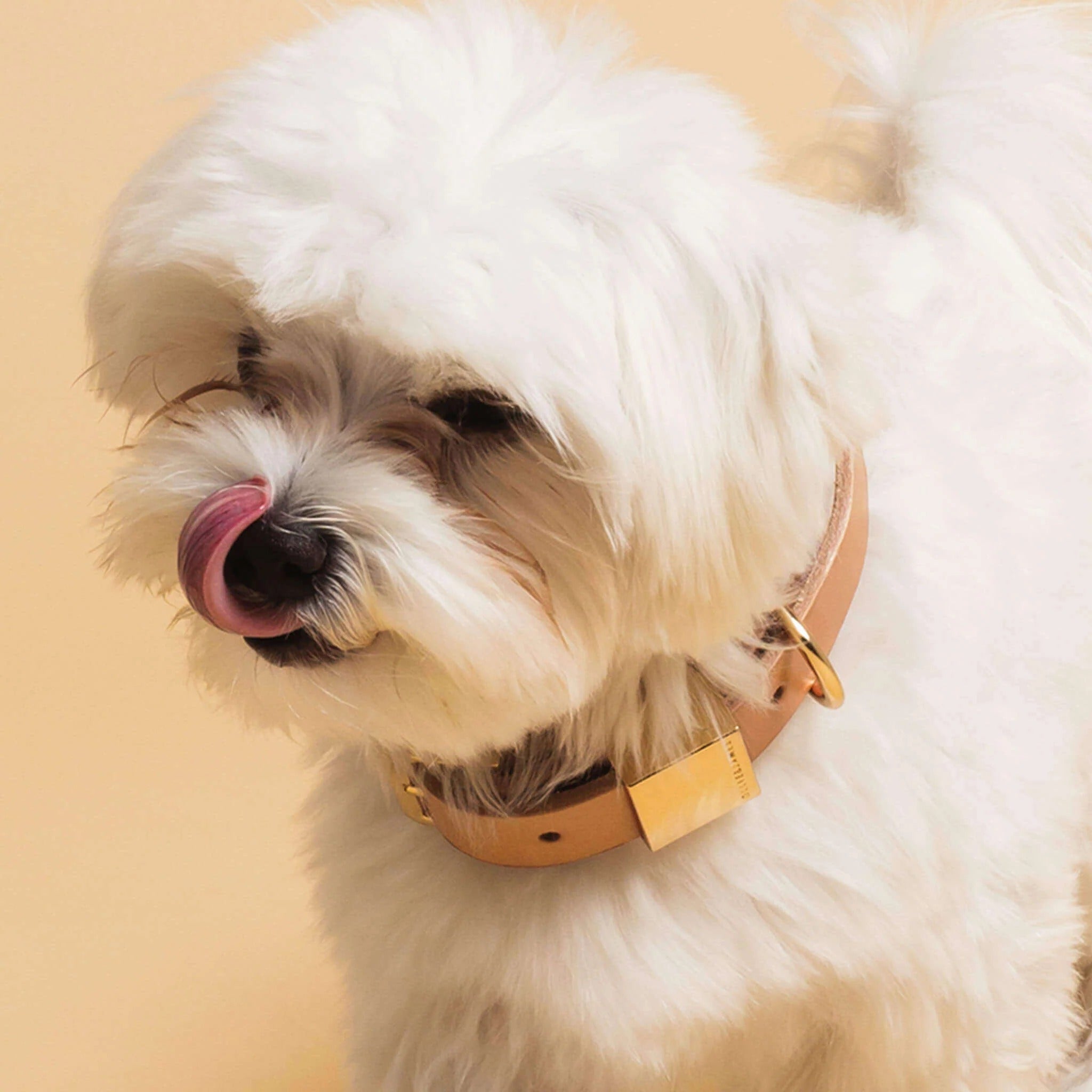 Ollie and James Italian Leather Dog Collar
