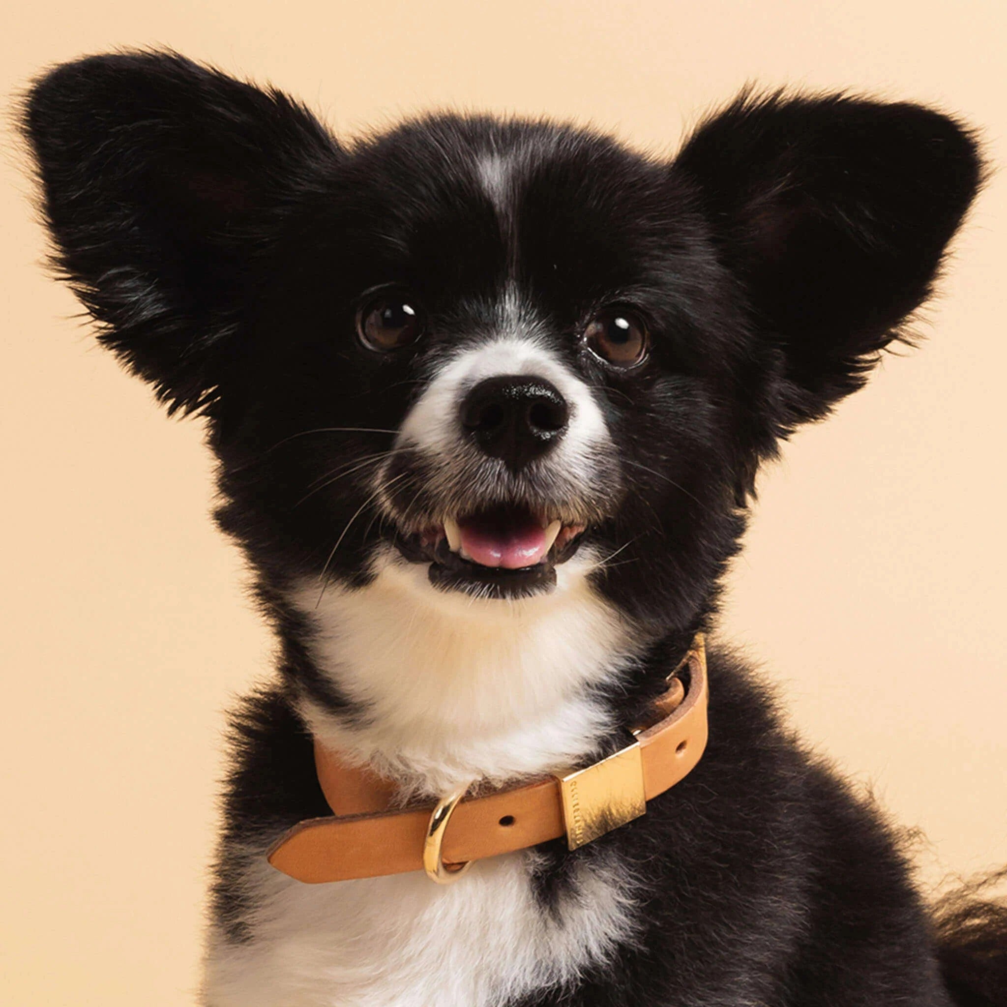 Ollie and James Italian Leather Dog Collar