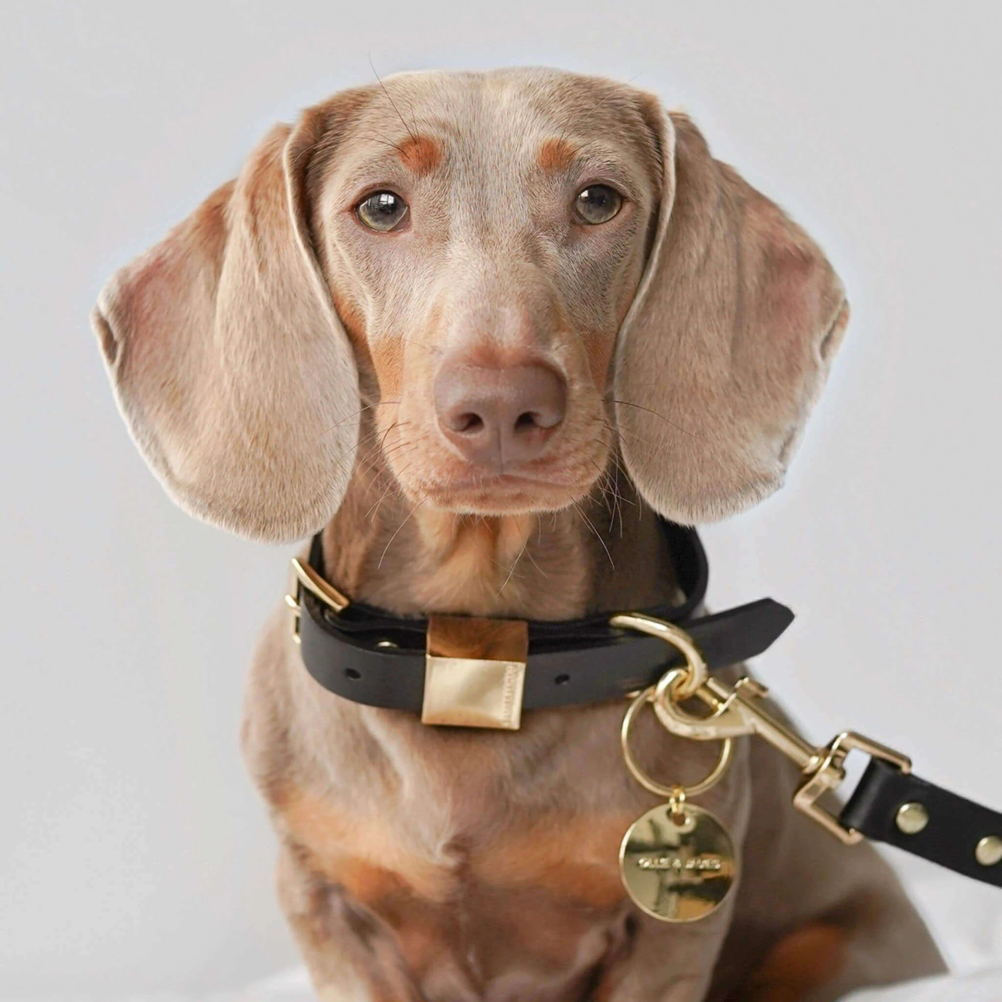 Ollie and James Italian Leather Dog Collar