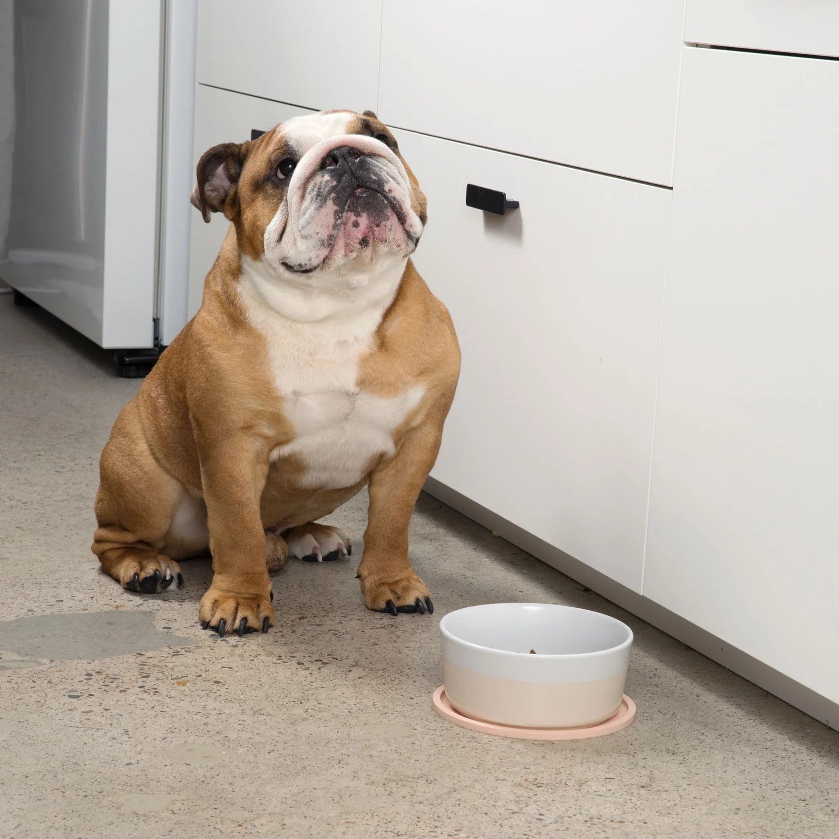 Waggo Habit Circle Dog Placemat- Set Of 2