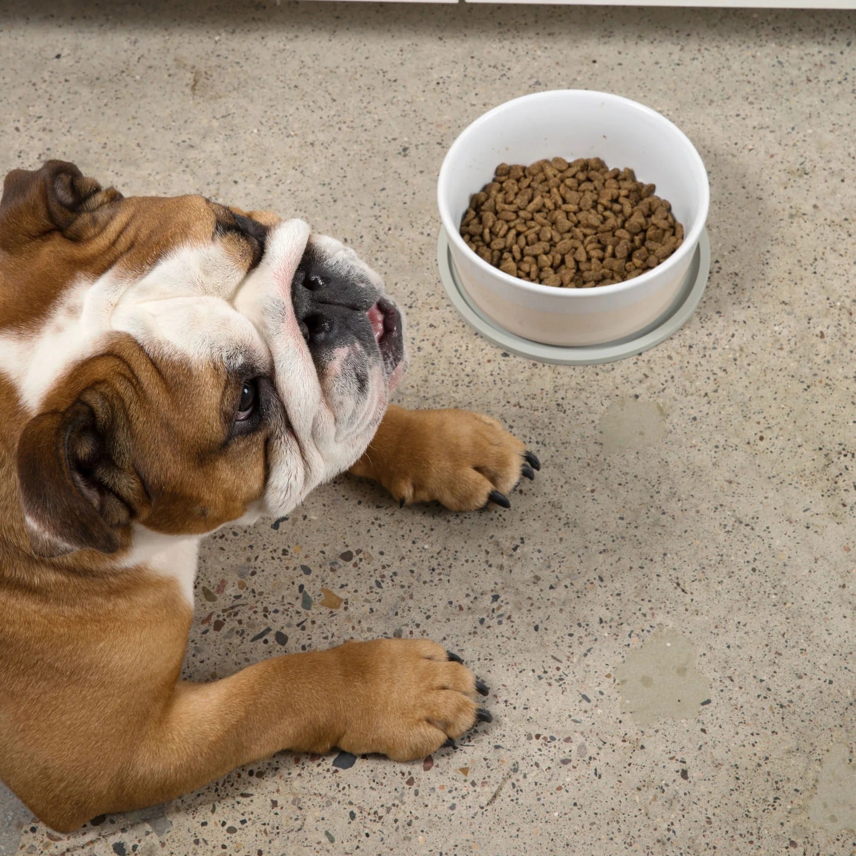 Waggo Habit Circle Dog Placemat- Set Of 2