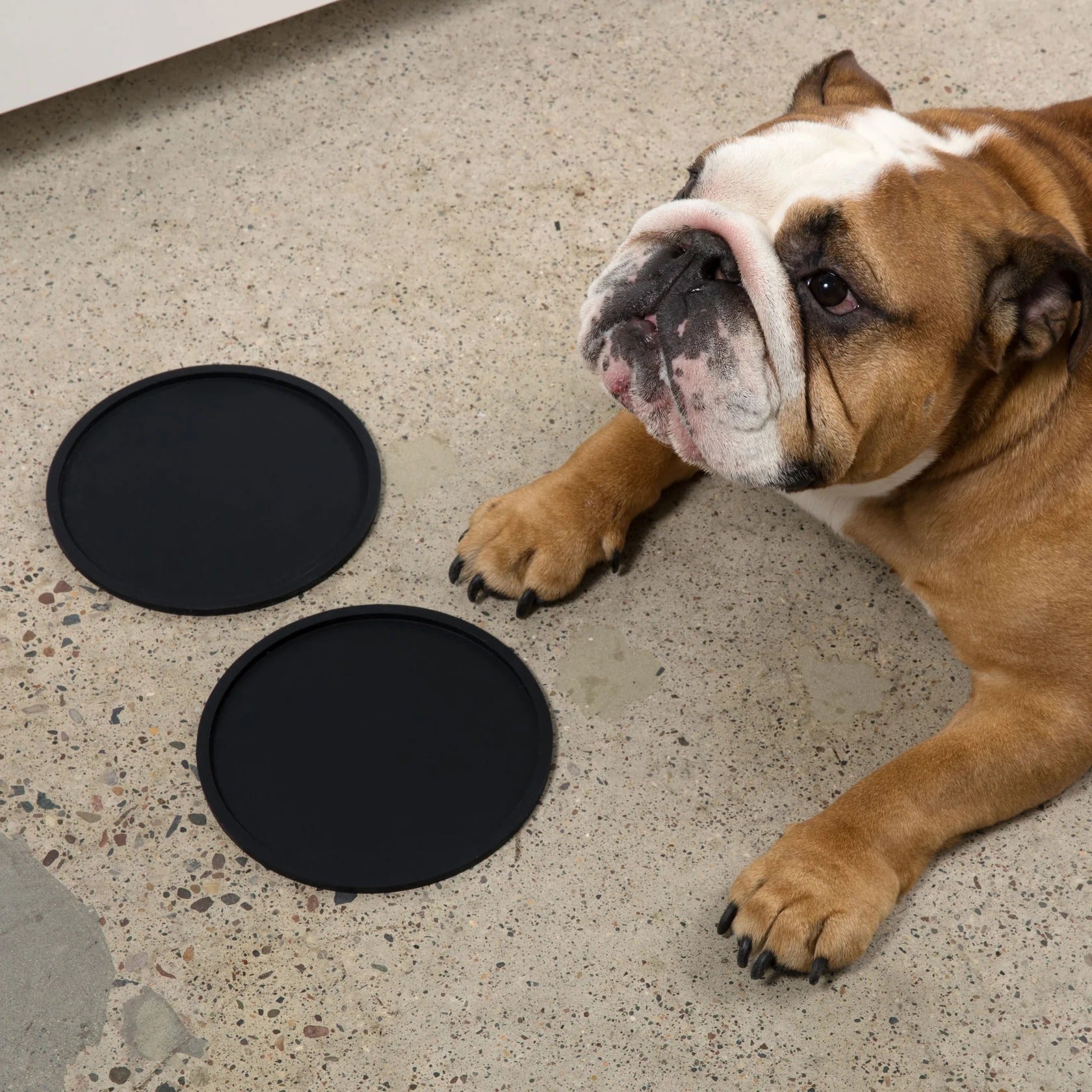 Waggo Habit Circle Dog Placemat- Set Of 2