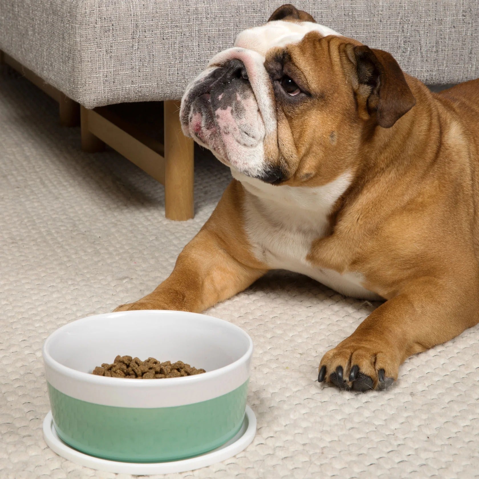 Waggo Habit Circle Dog Placemat- Set Of 2