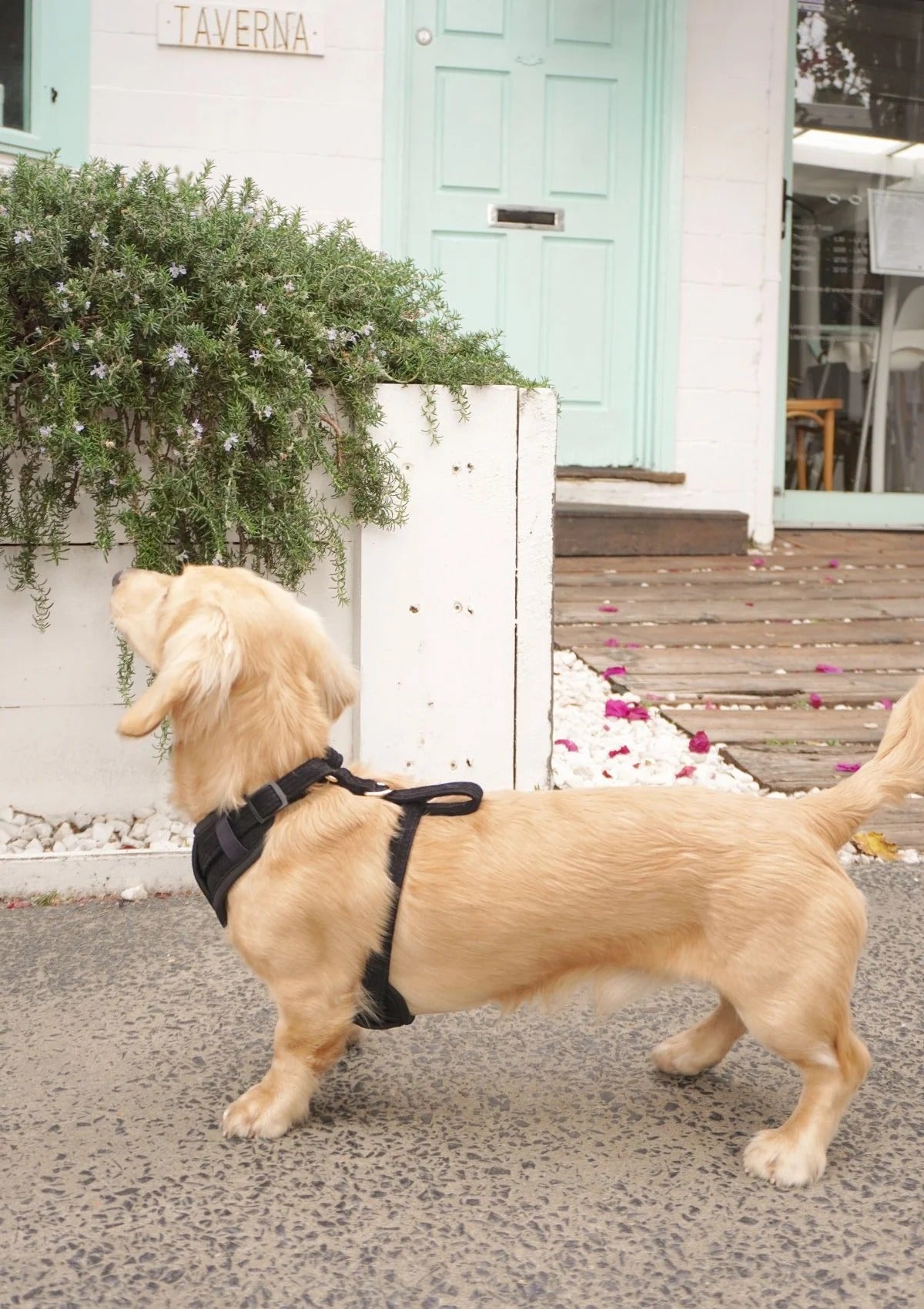 Brucey's Pack Cord No Pull Harness Bella