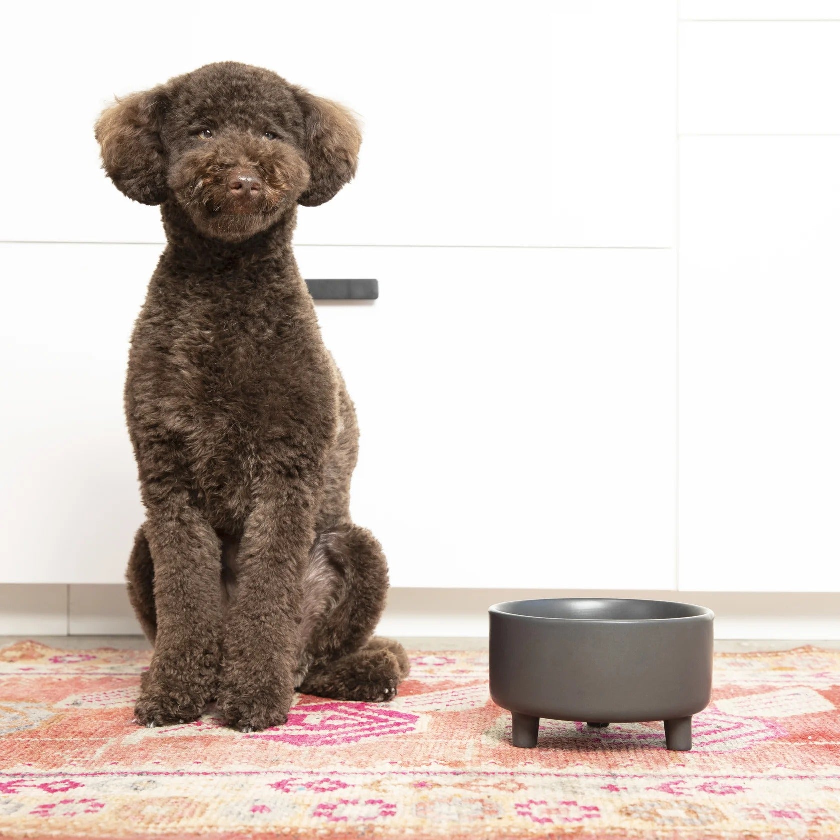 Waggo Uplift Ceramic Dog Bowl