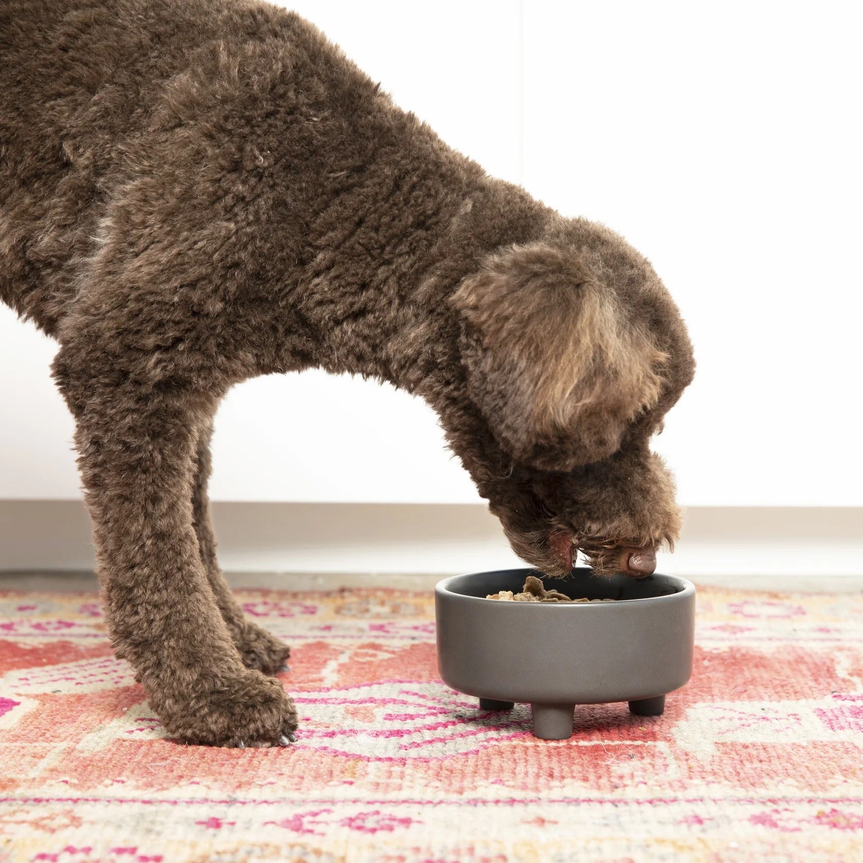 Waggo Uplift Ceramic Dog Bowl