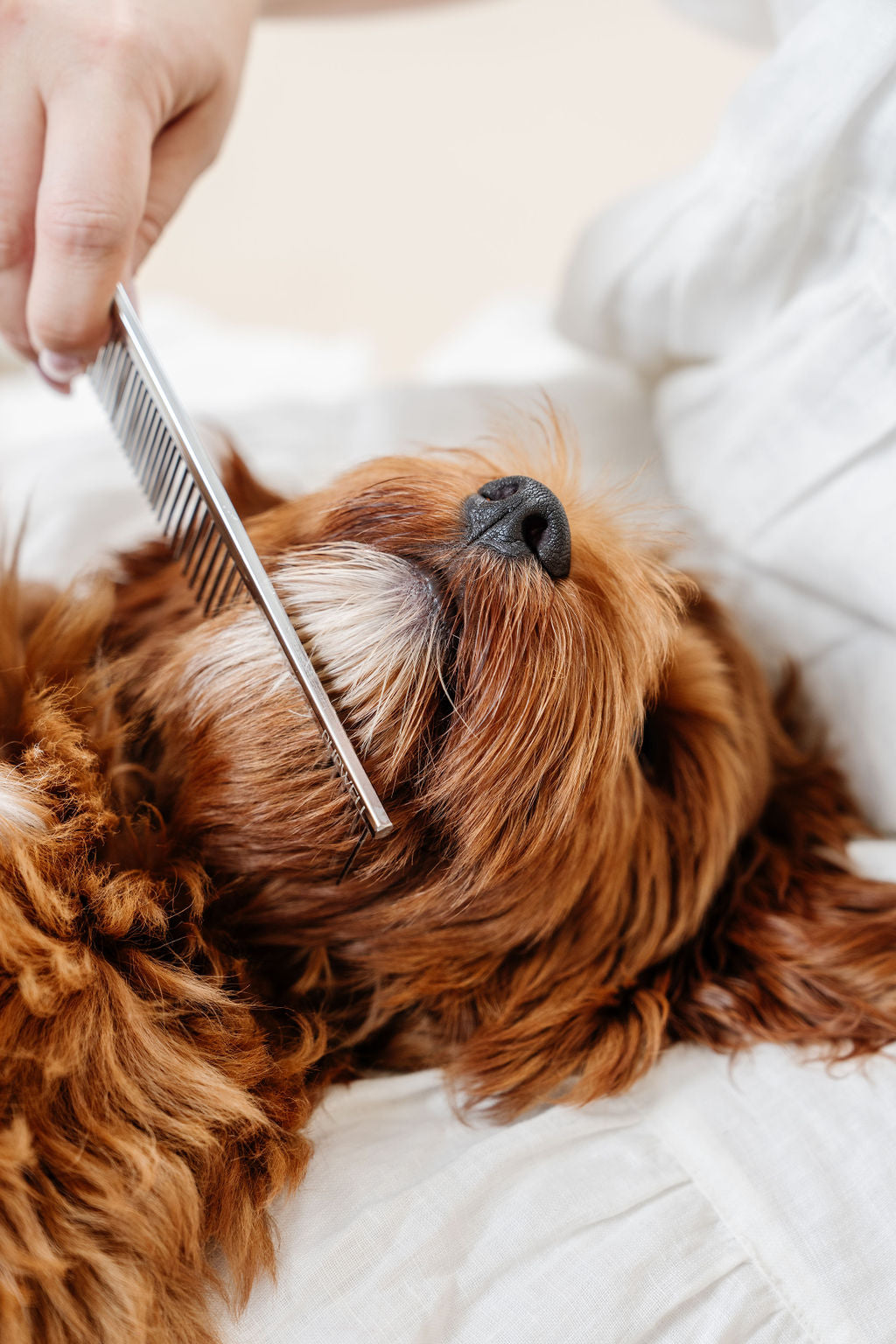Pupwell- The Everyday Comb